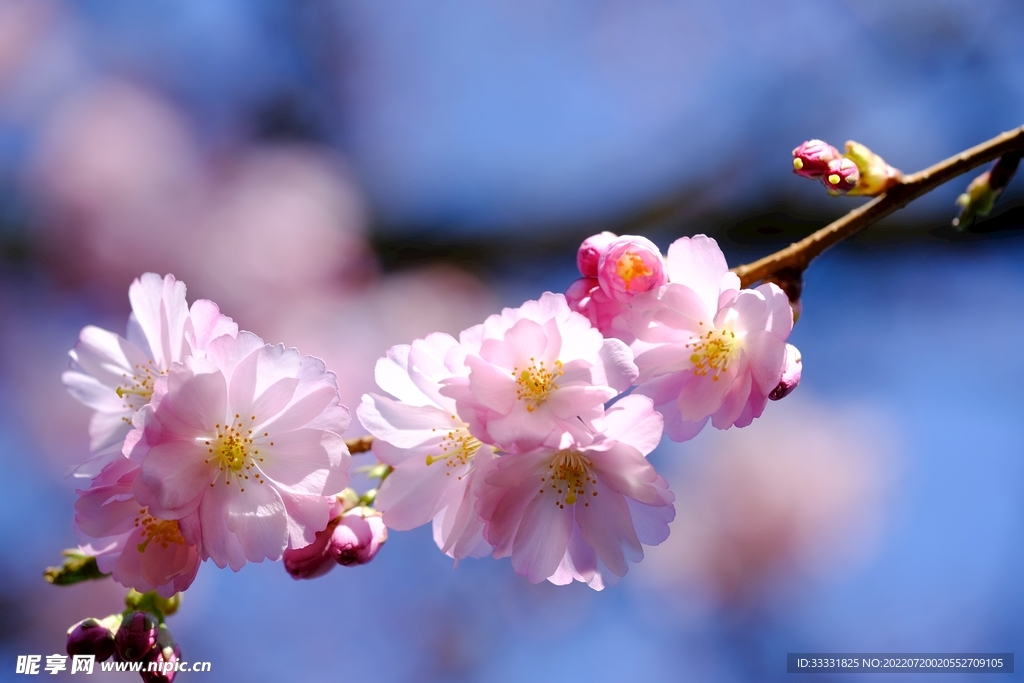 樱花