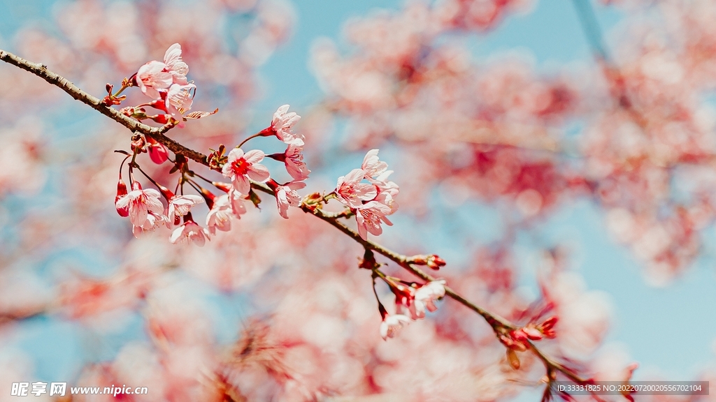 樱花