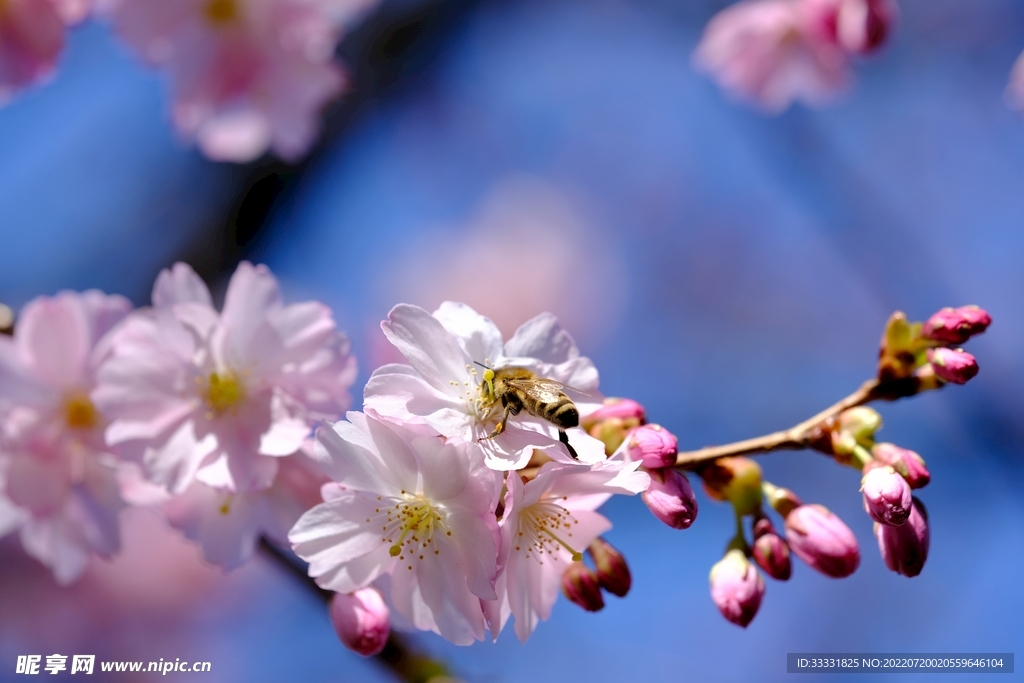 樱花