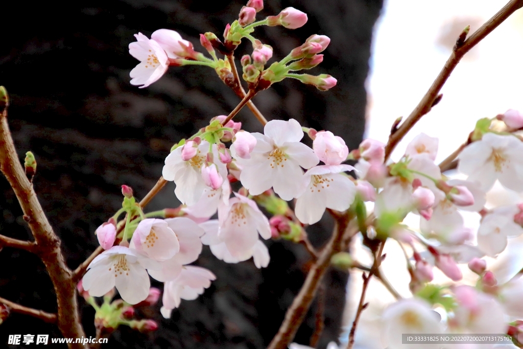 樱花