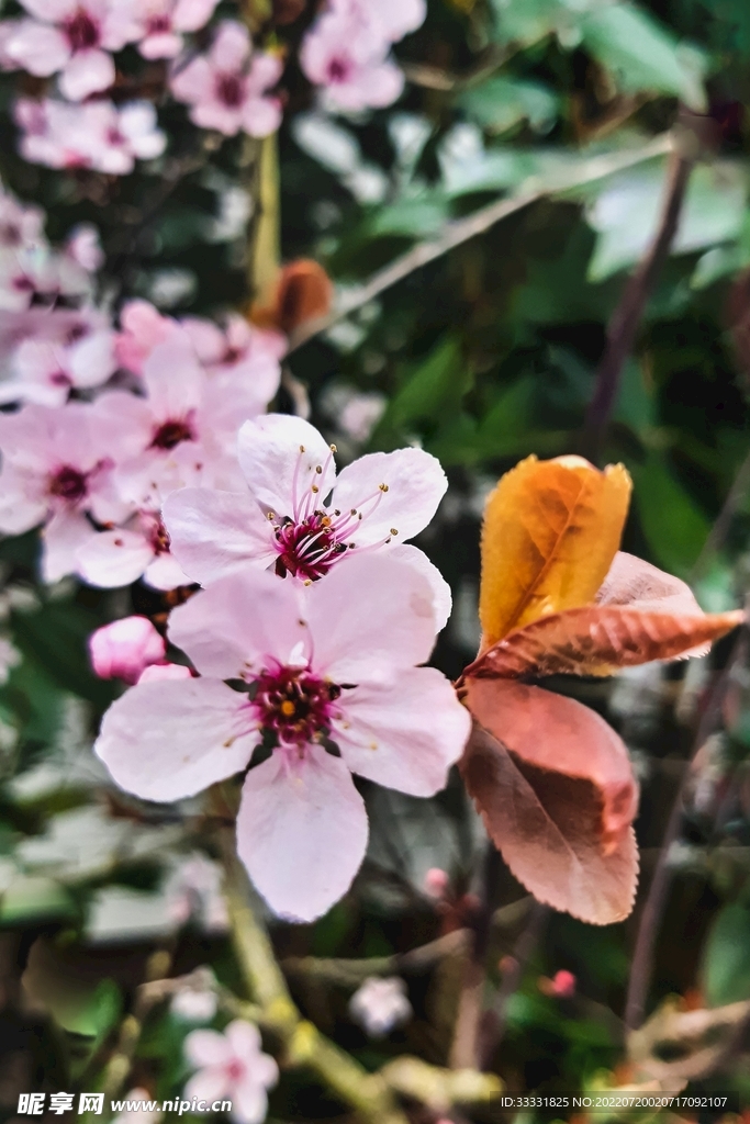 樱花