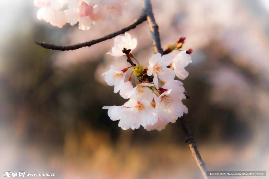 樱花