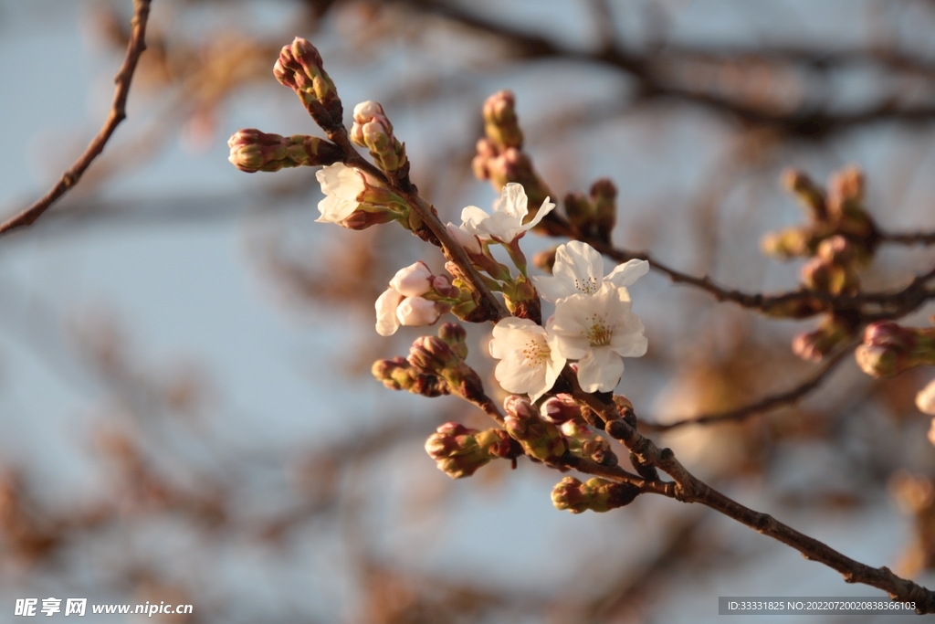 樱花