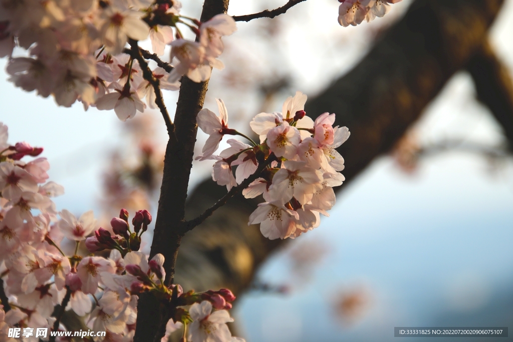 樱花