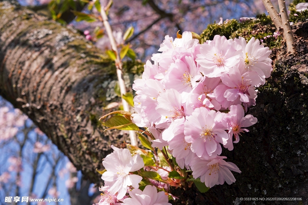 樱花