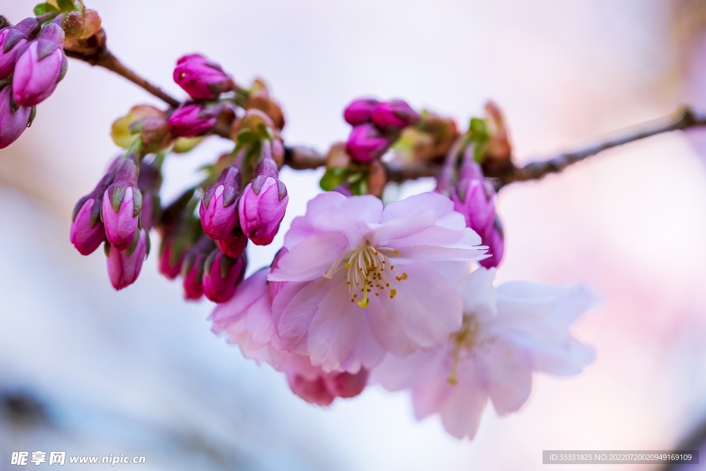 樱花