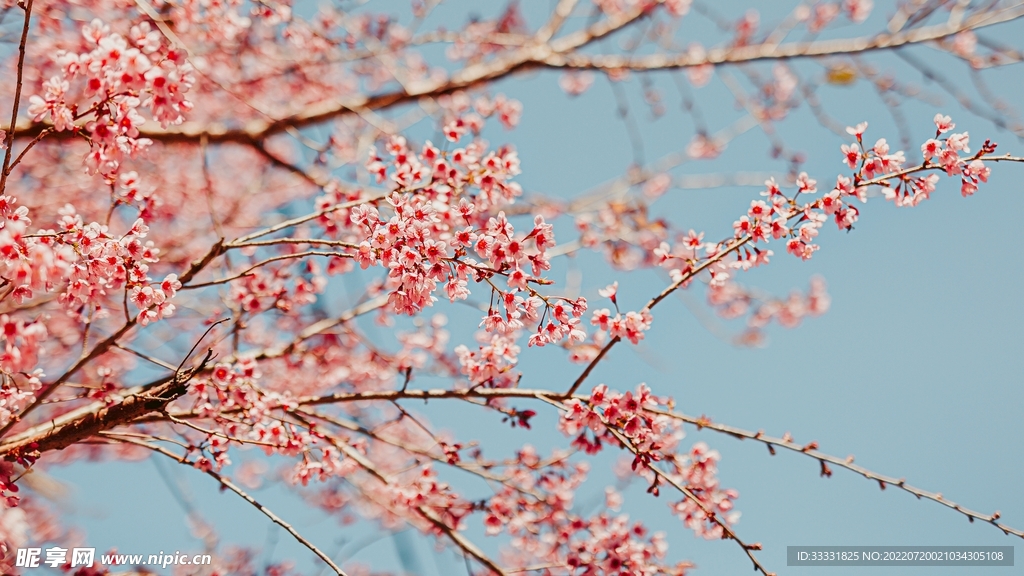 樱花