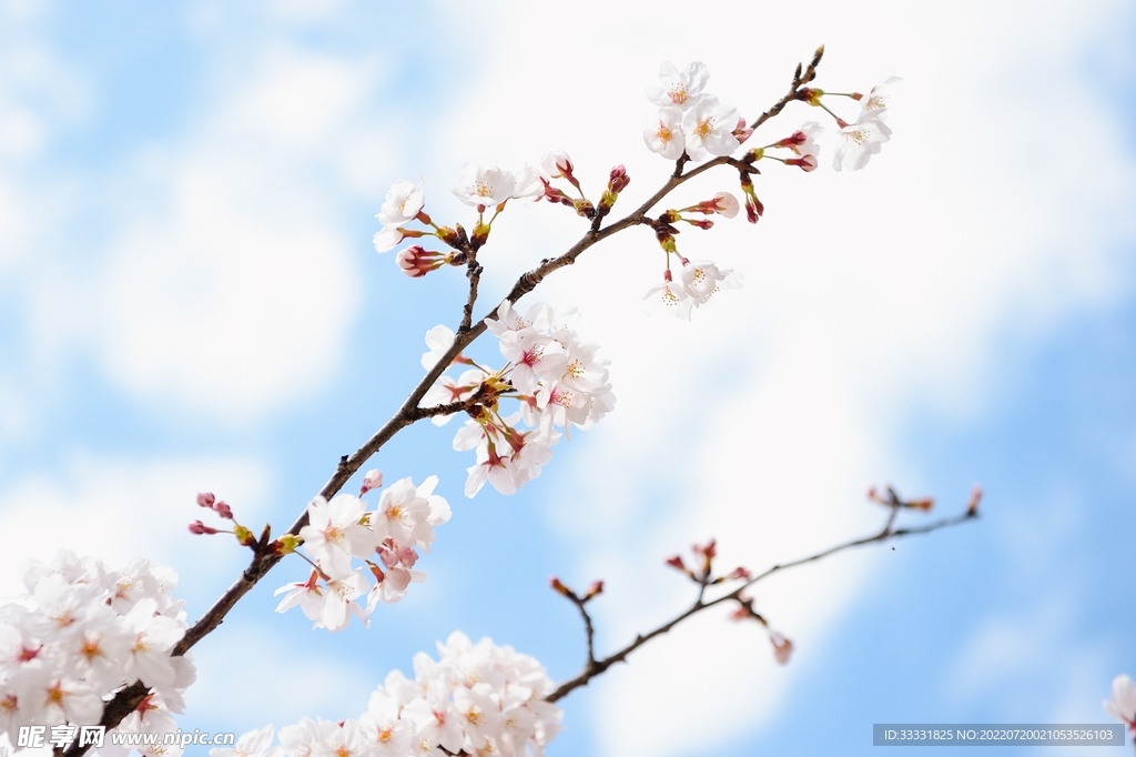 樱花