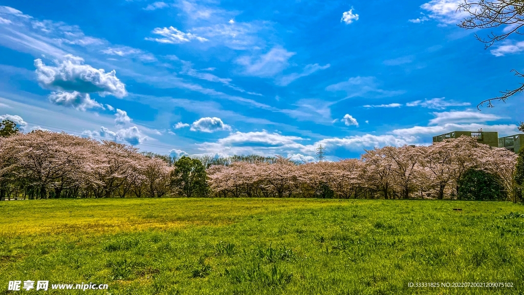 樱花