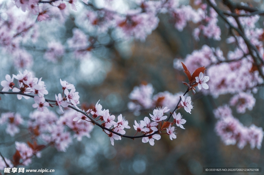樱花