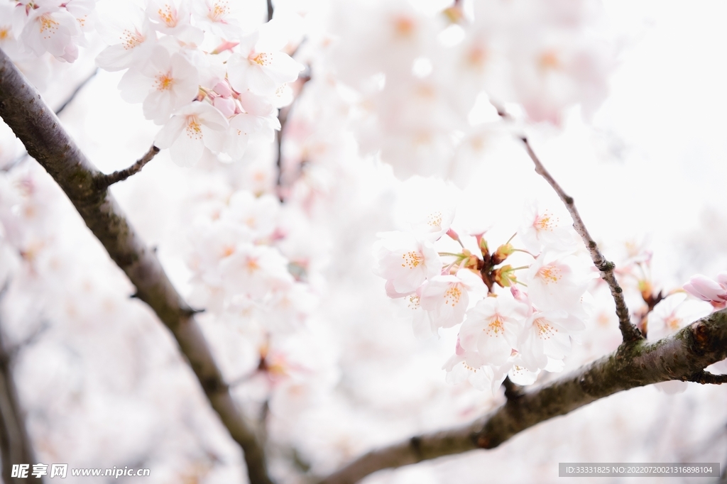 樱花