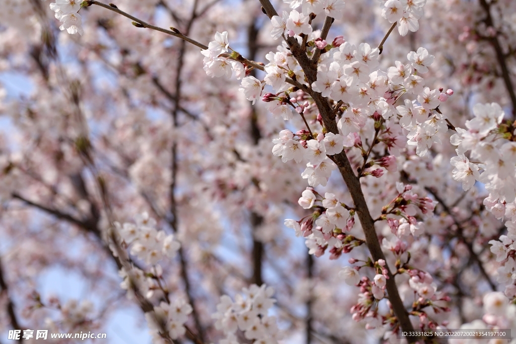 樱花