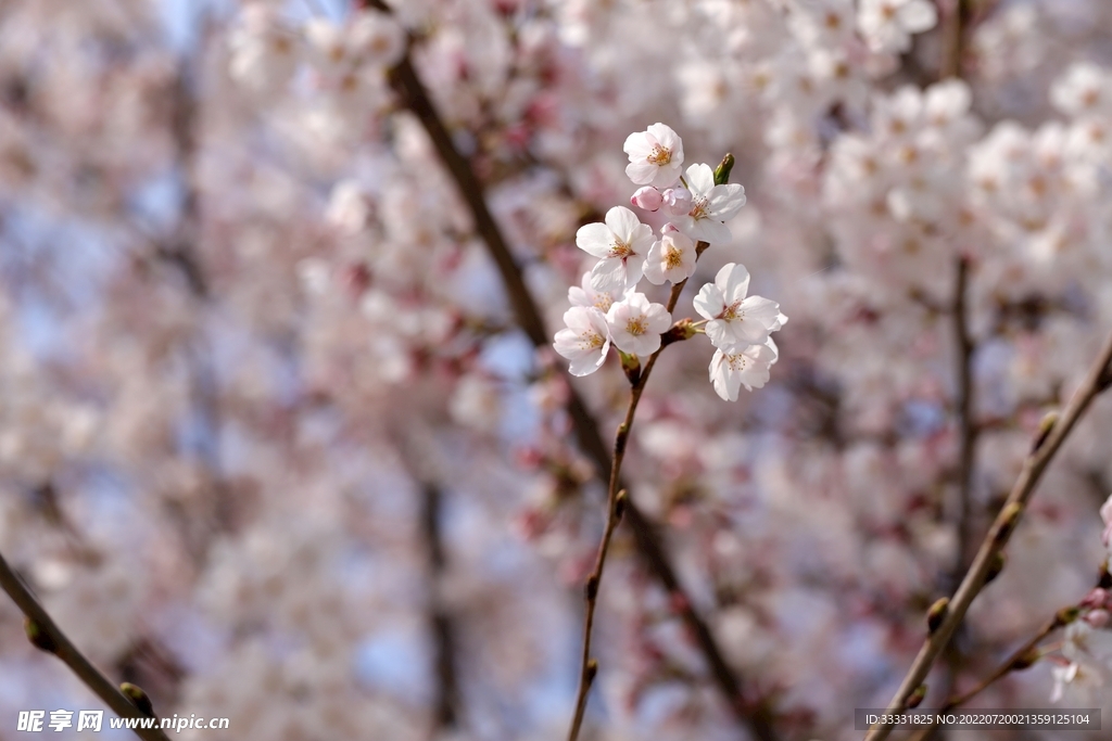 樱花