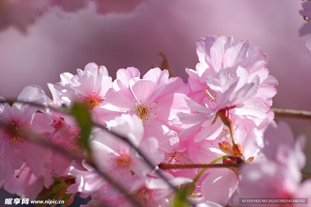 樱花