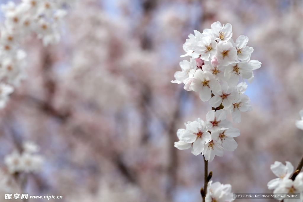樱花