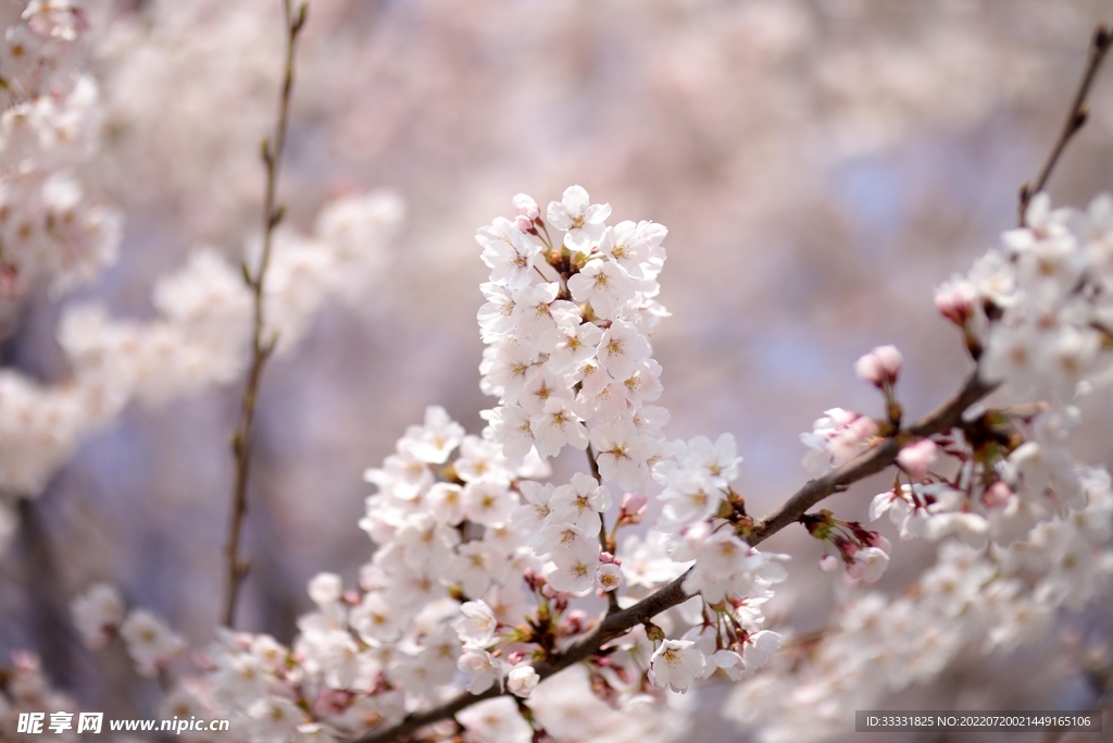 樱花