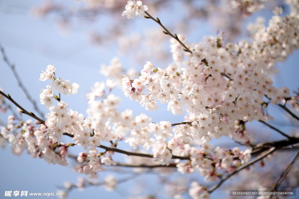 樱花