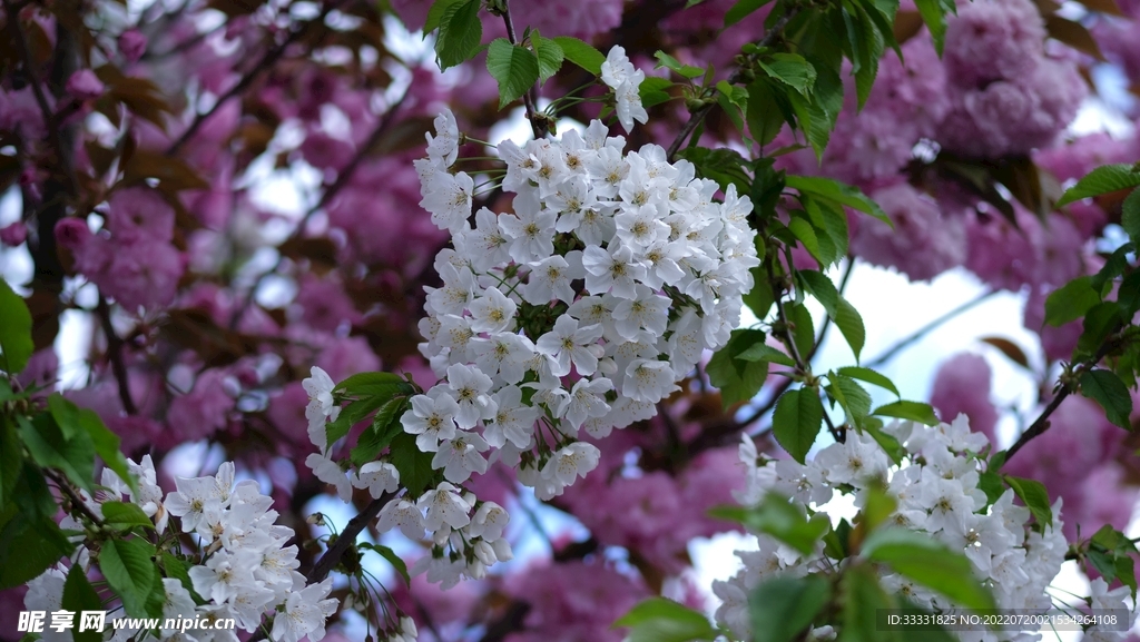 樱花