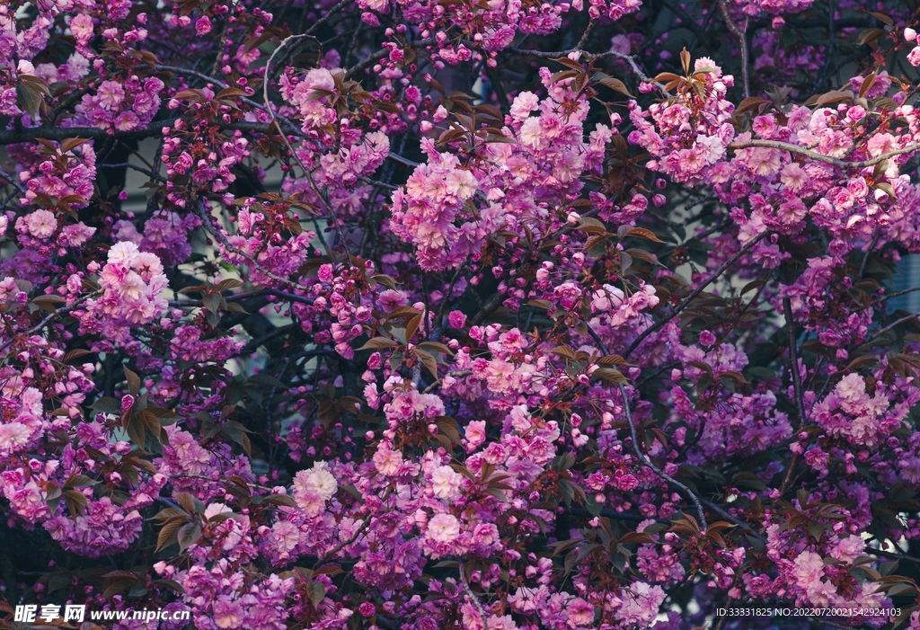 樱花