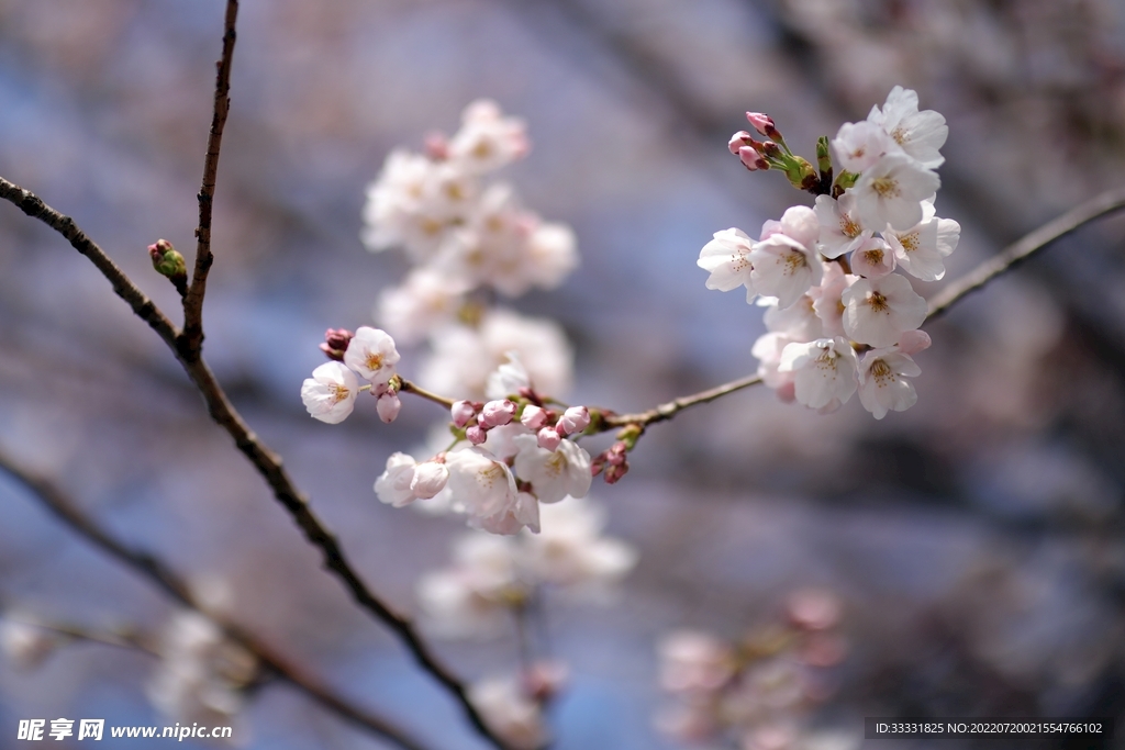 樱花