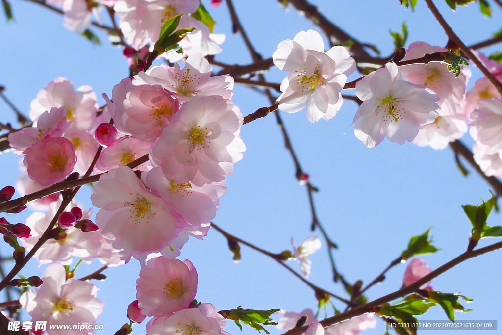 樱花