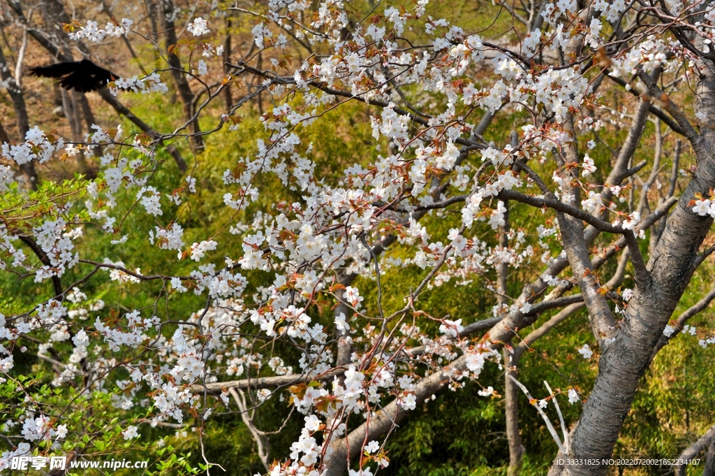 樱花