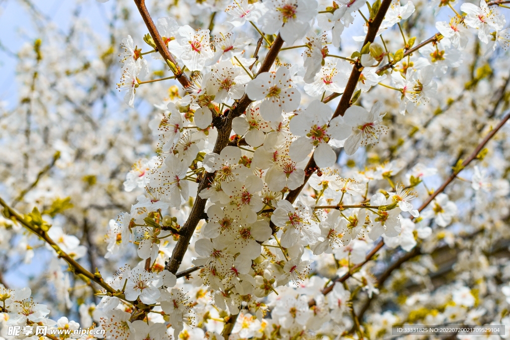 樱花