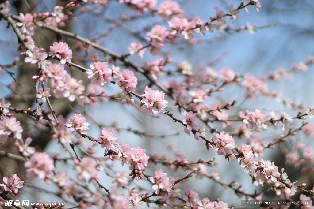 樱花