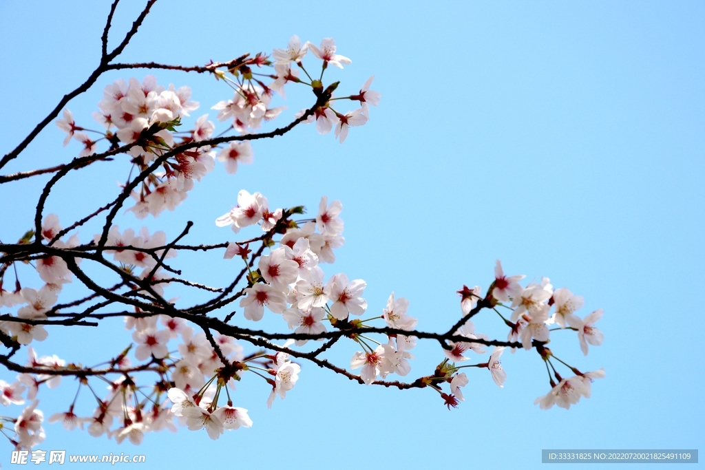 樱花