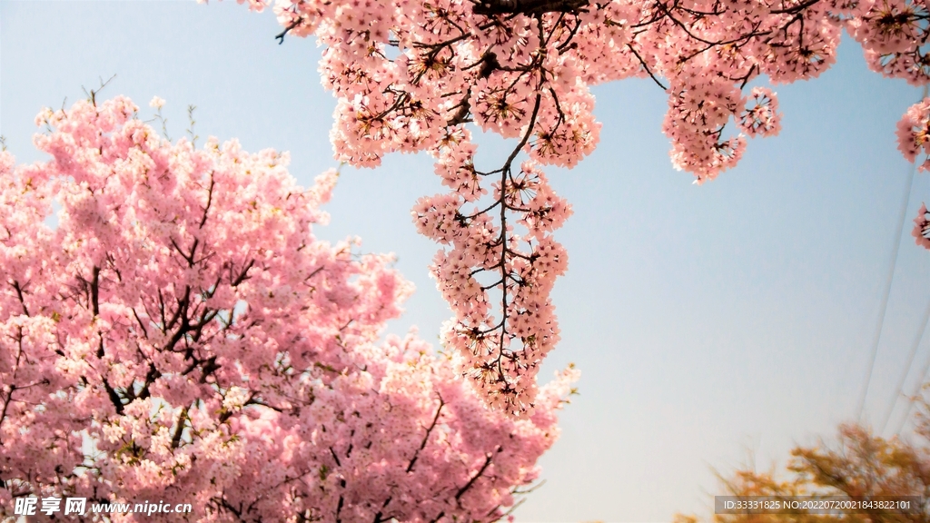 樱花