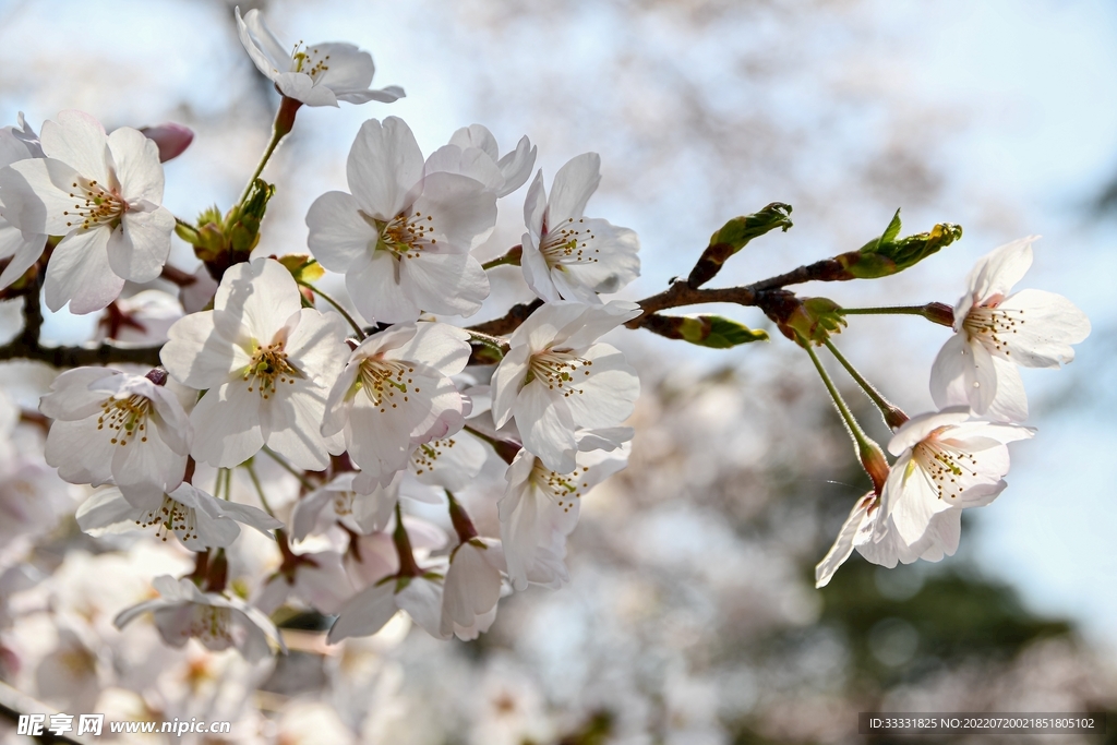 樱花