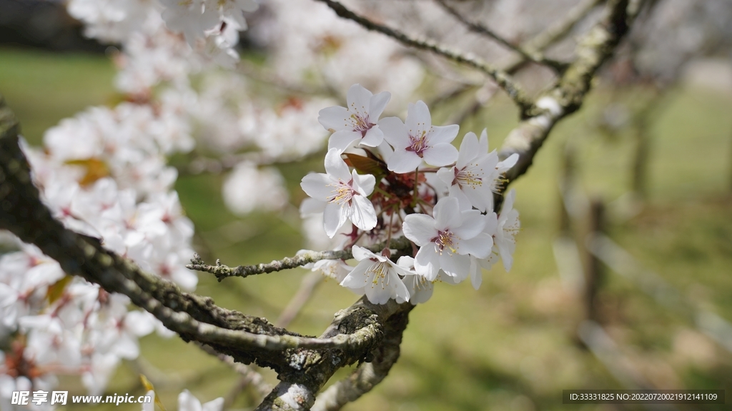 樱花