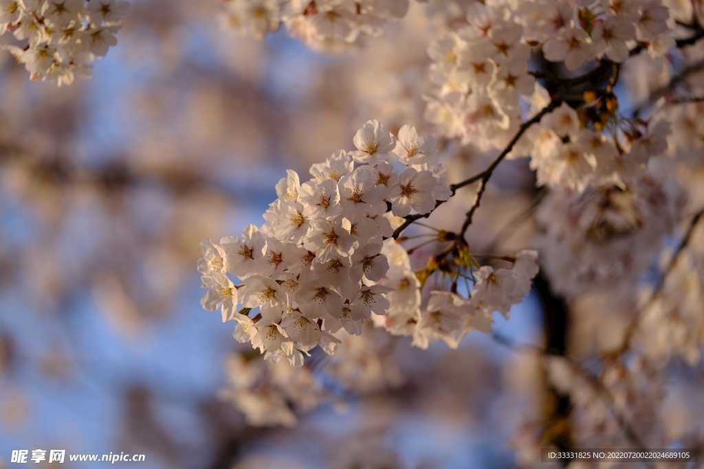 樱花