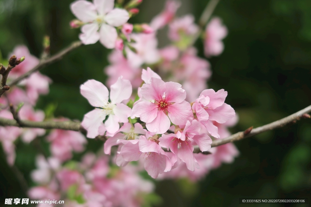 樱花