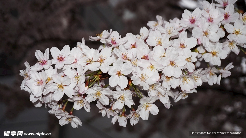 樱花