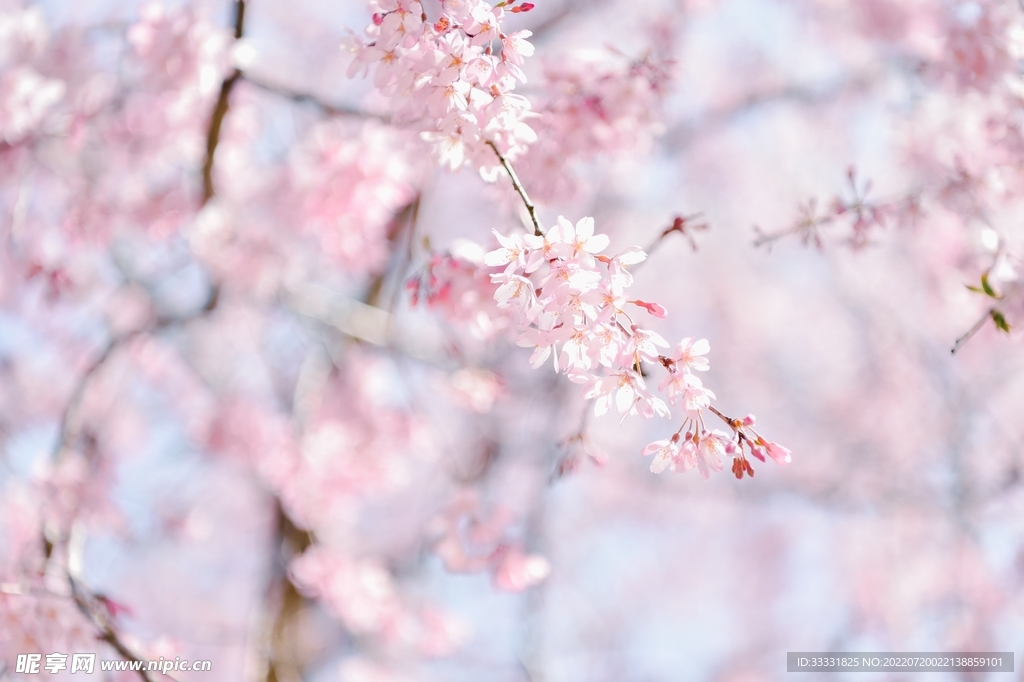 樱花