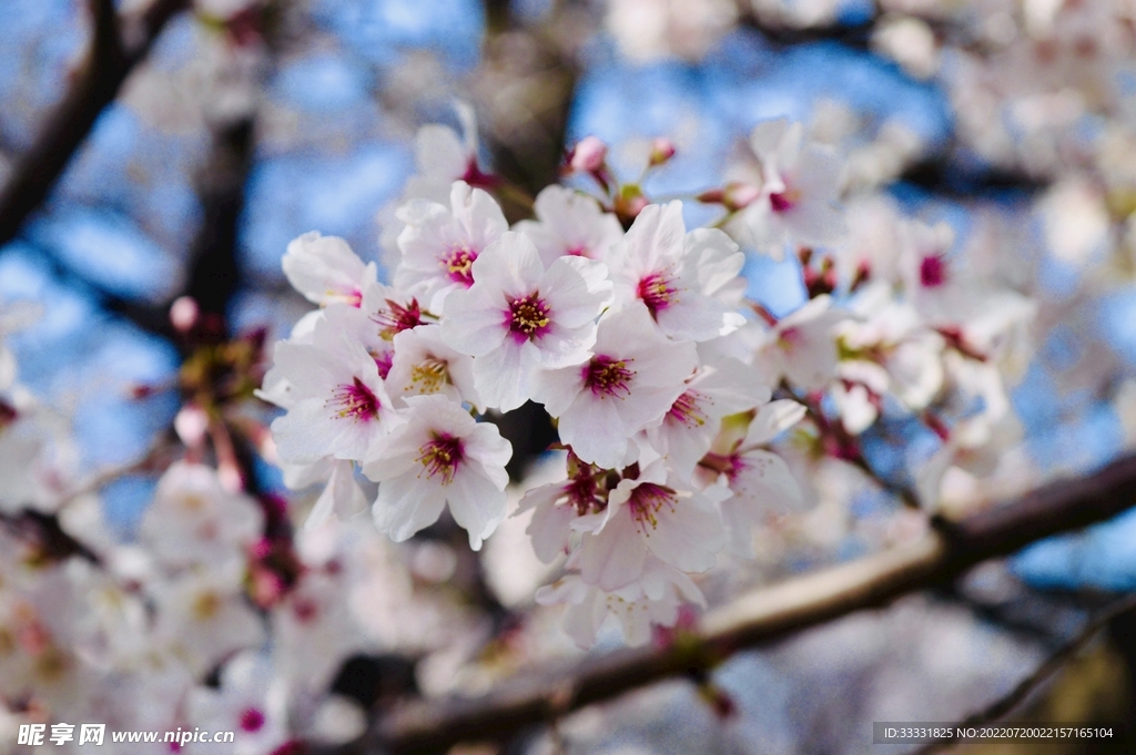 樱花