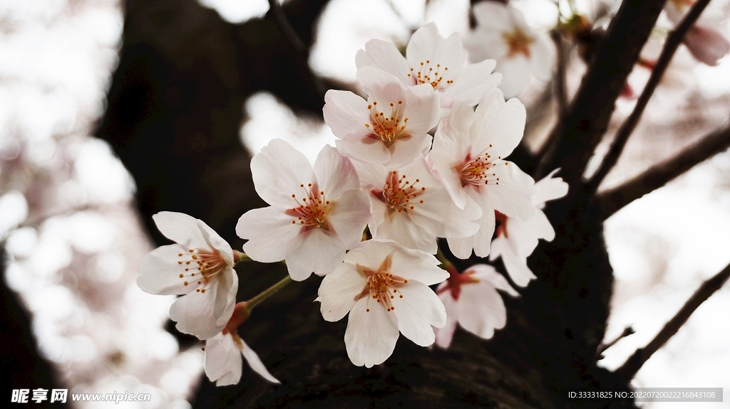 樱花