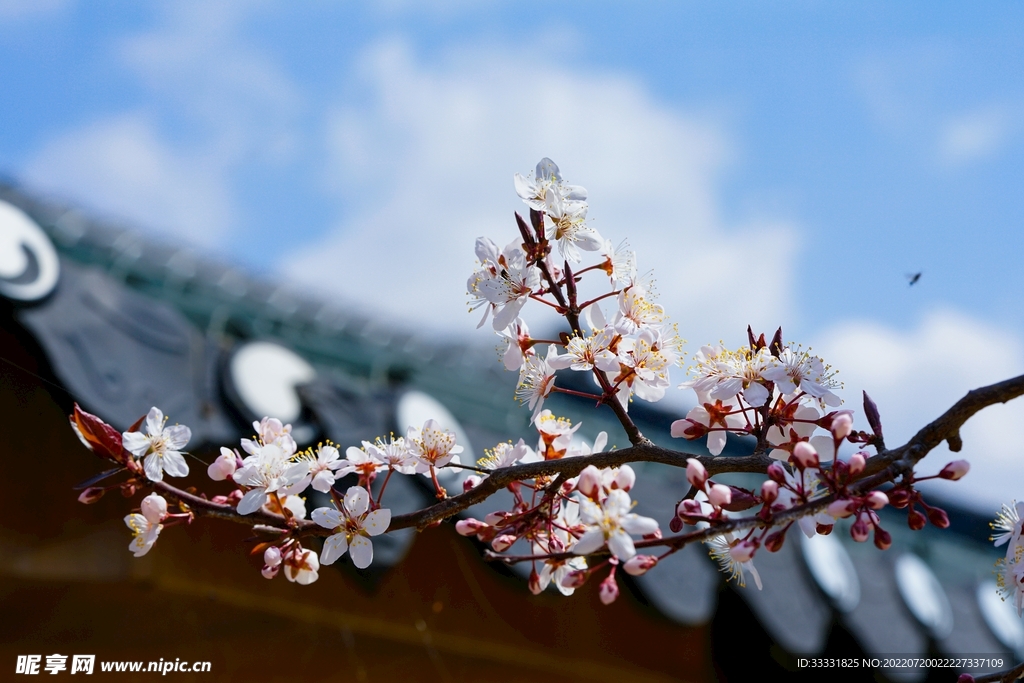 樱花