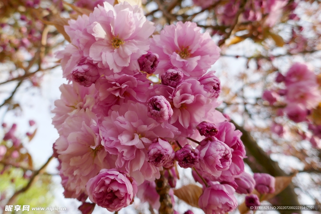 樱花