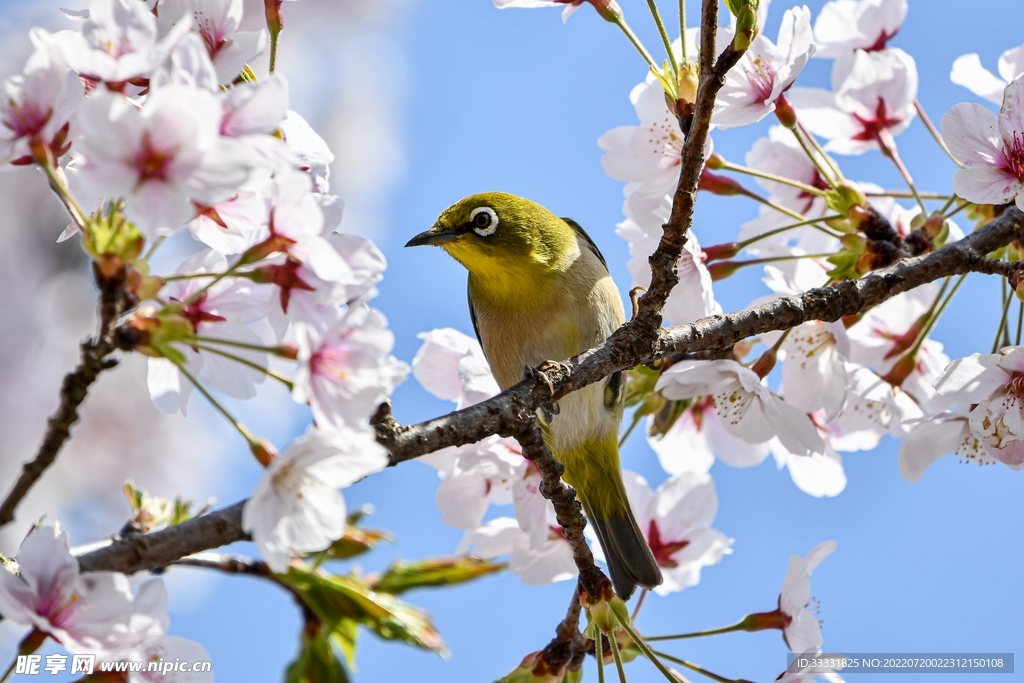 樱花
