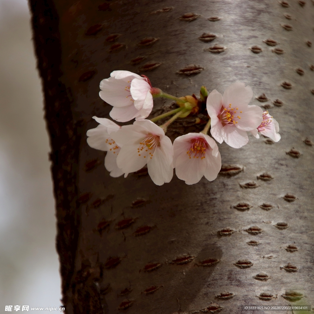 樱花