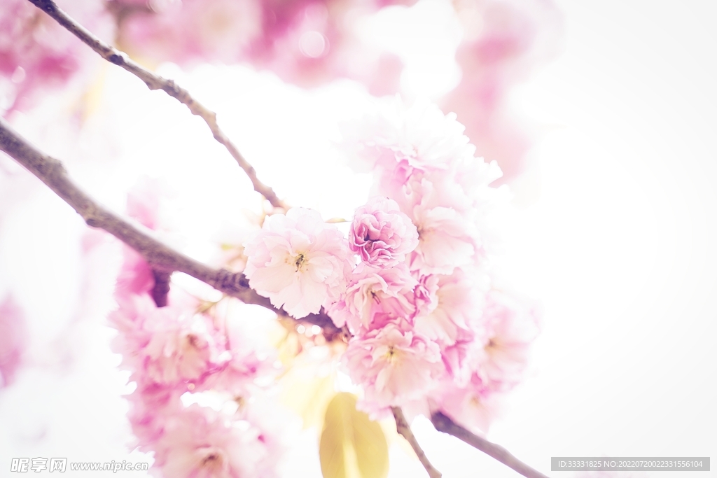 樱花