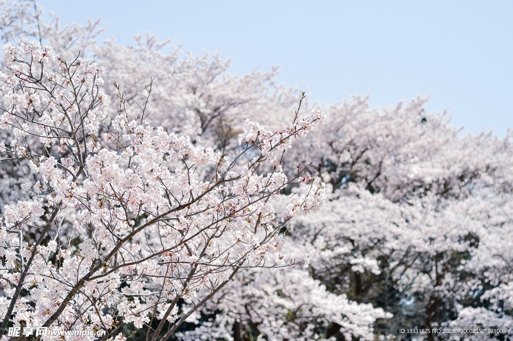 樱花