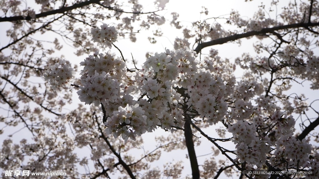 樱花