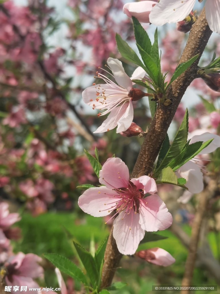 樱花