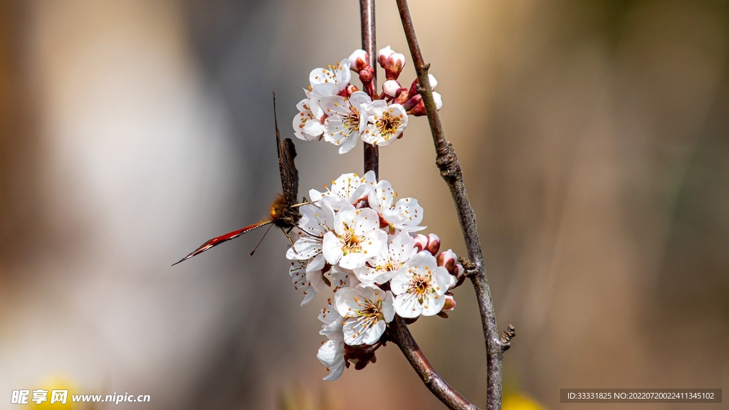 樱花