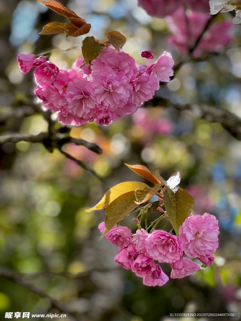 樱花