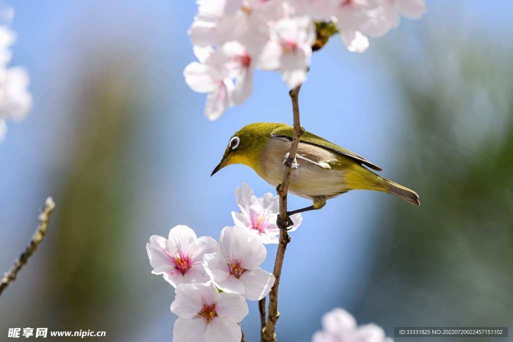 樱花