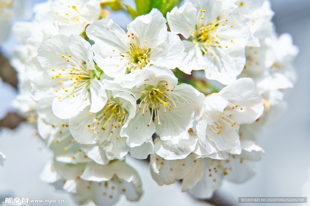 樱花